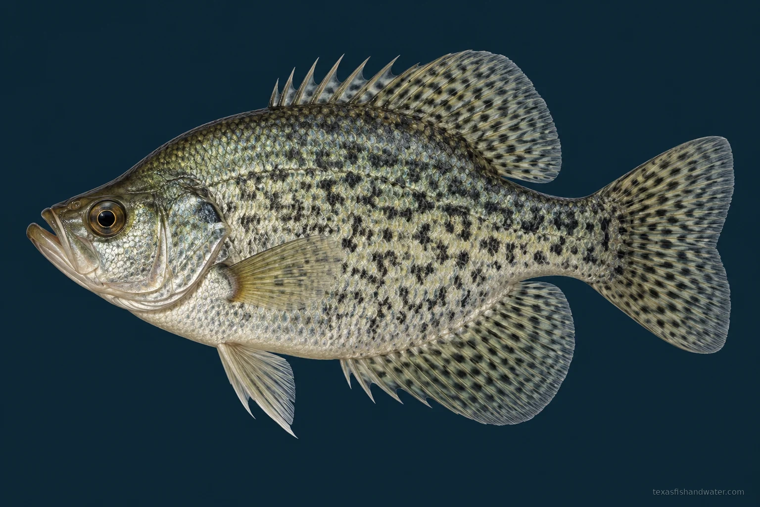 Black Crappie