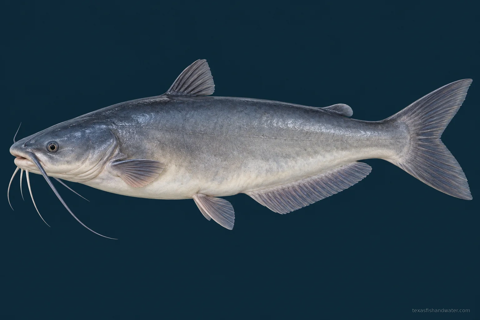 Blue Catfish