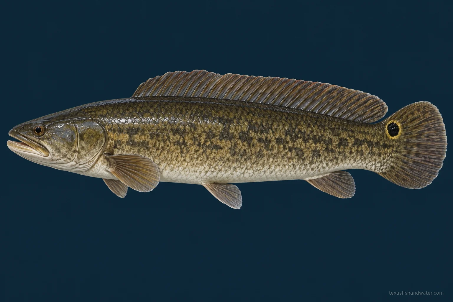 Bowfin