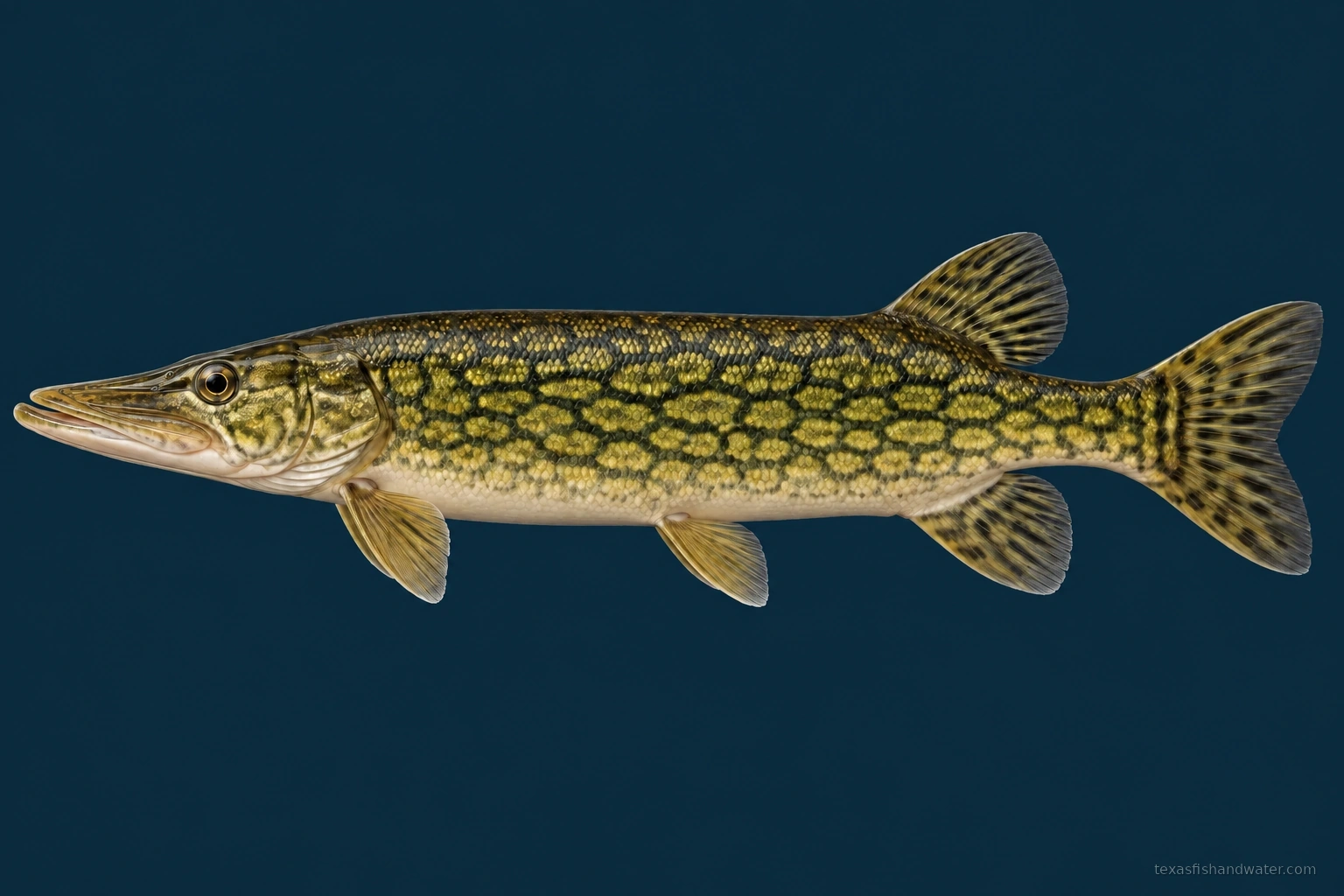 Chain Pickerel
