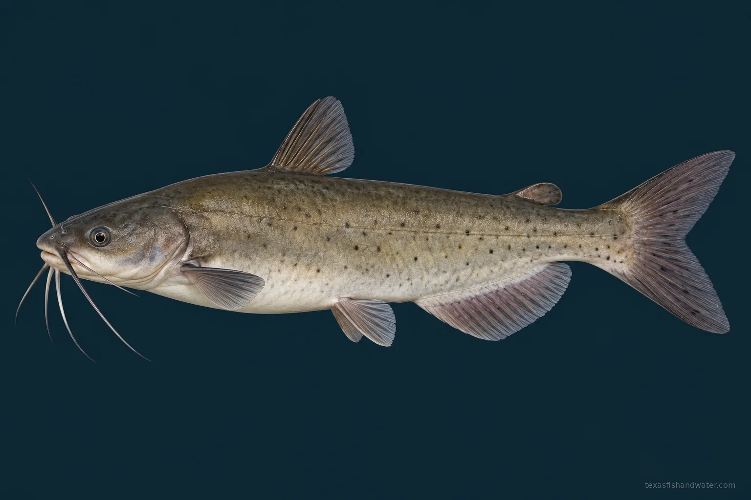 Channel Catfish