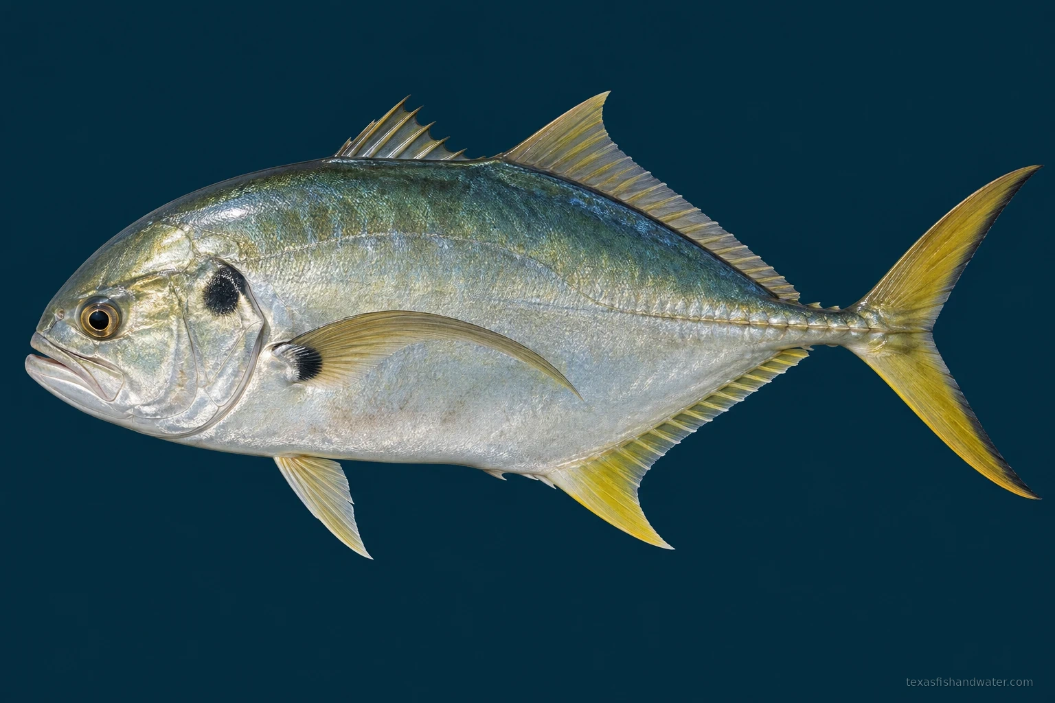 Crevalle jack