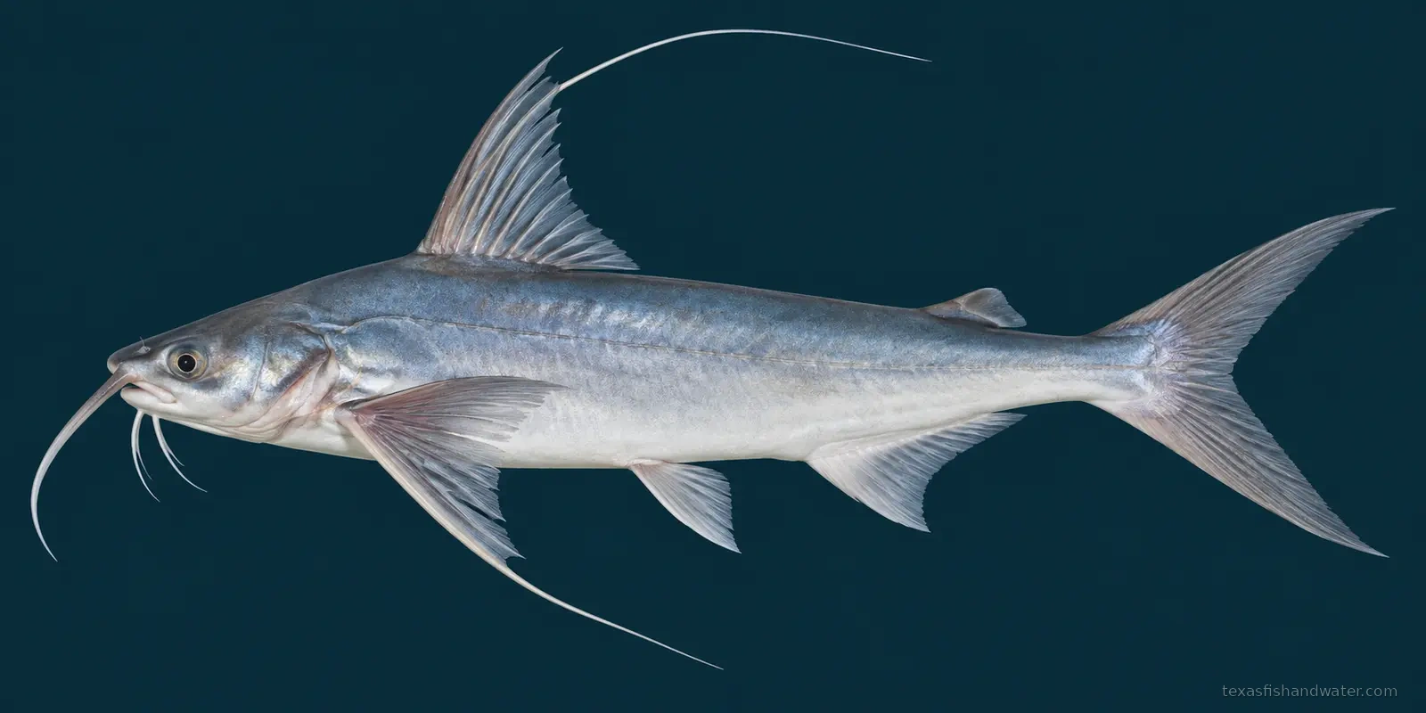 Gafftopsail catfish