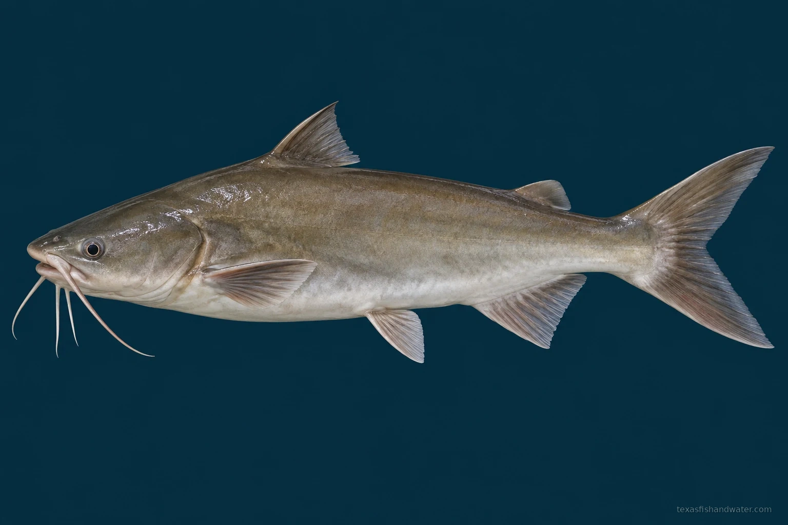 Hardhead catfish