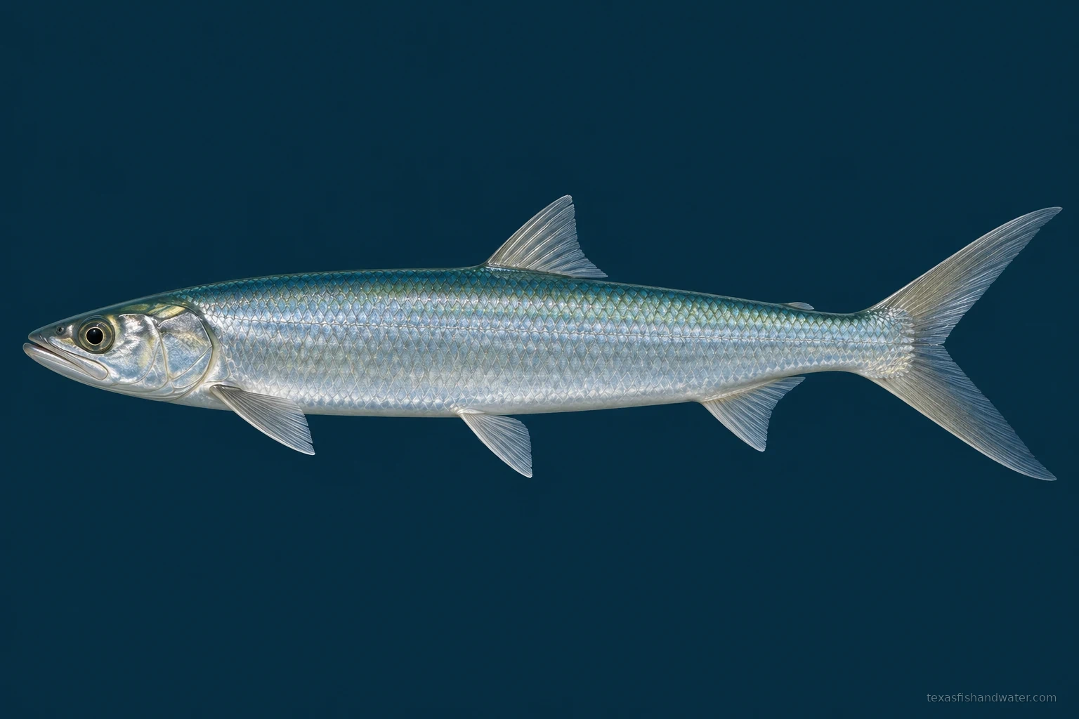 Ladyfish