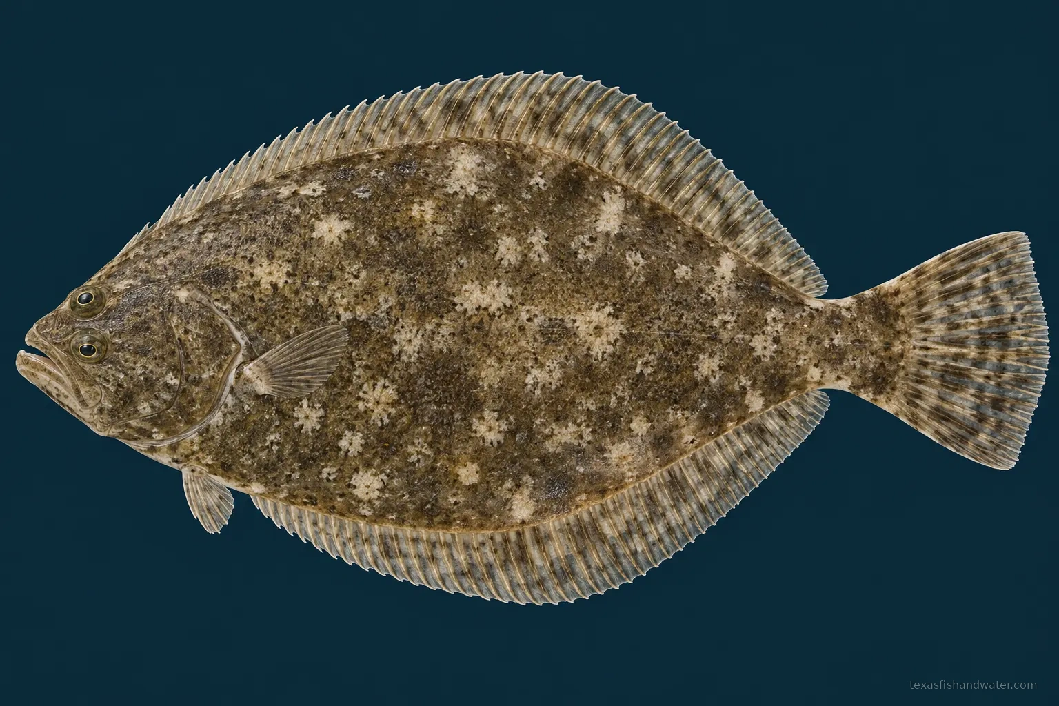 Southern flounder