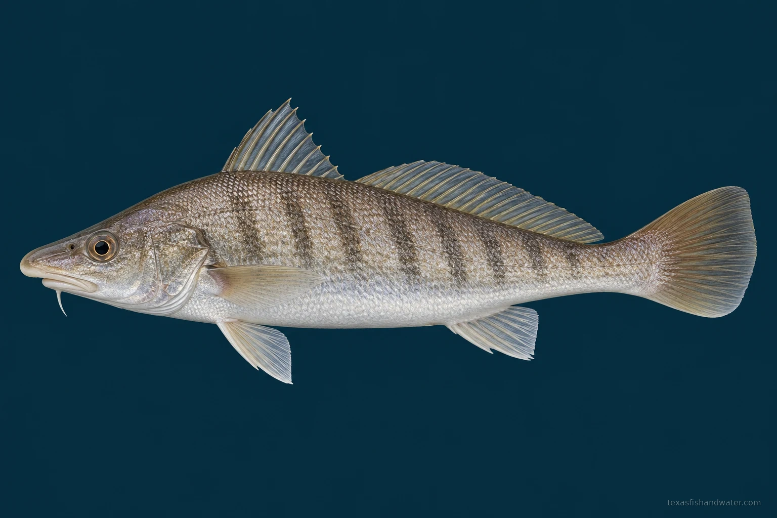 Southern kingfish