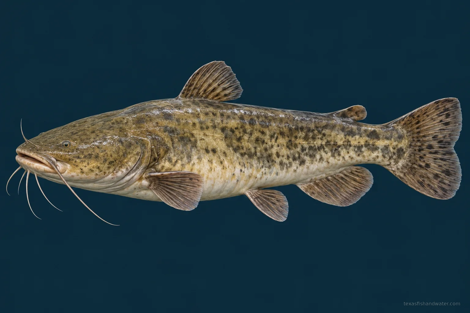 Flathead Catfish