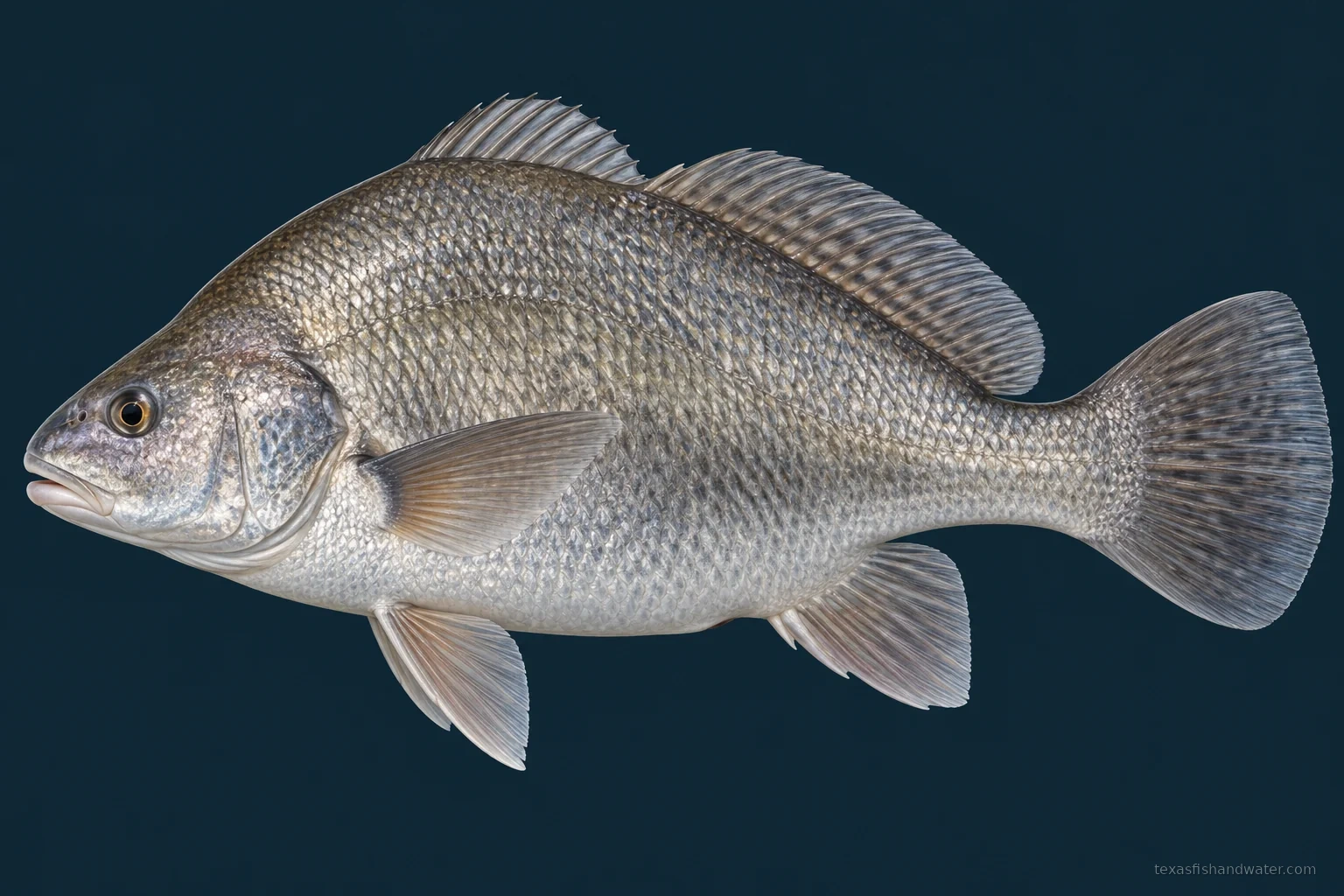 Freshwater Drum