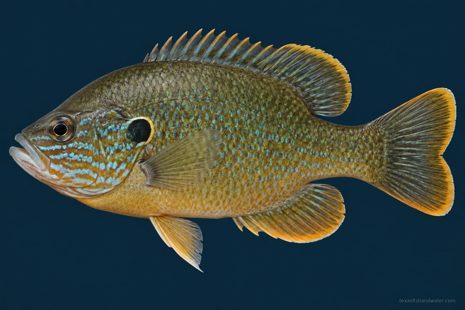 Green Sunfish