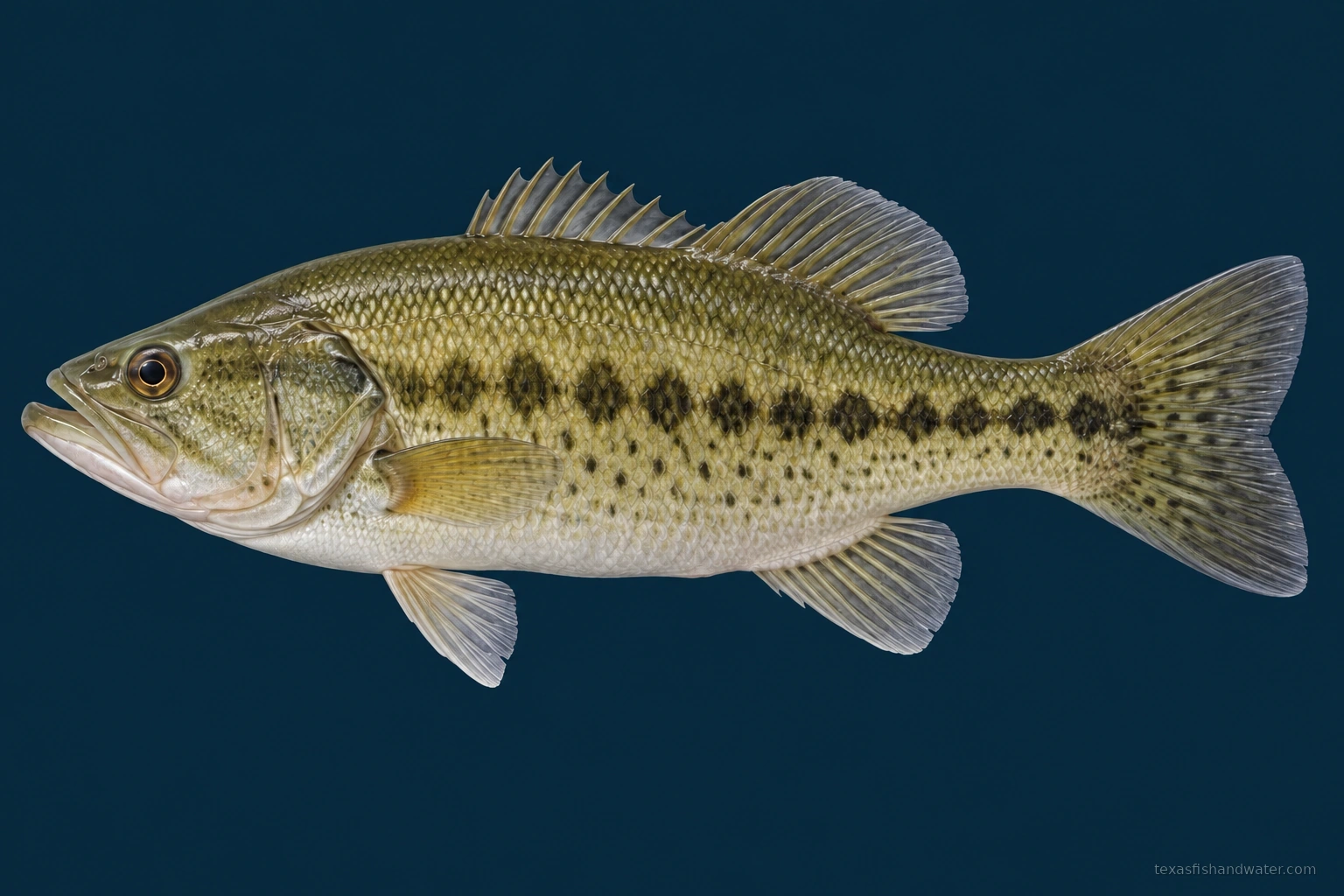 Guadalupe Bass