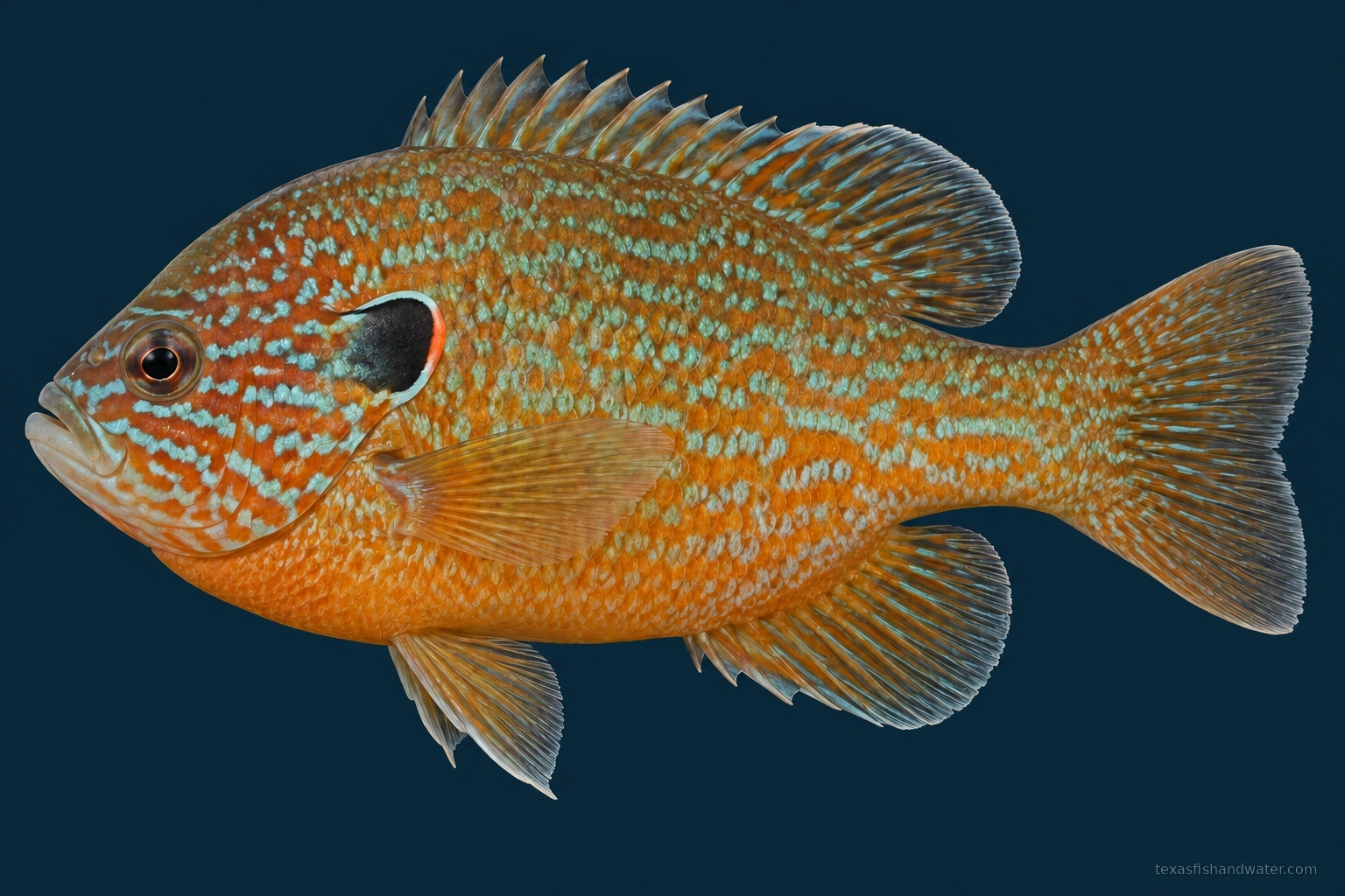 Longear Sunfish