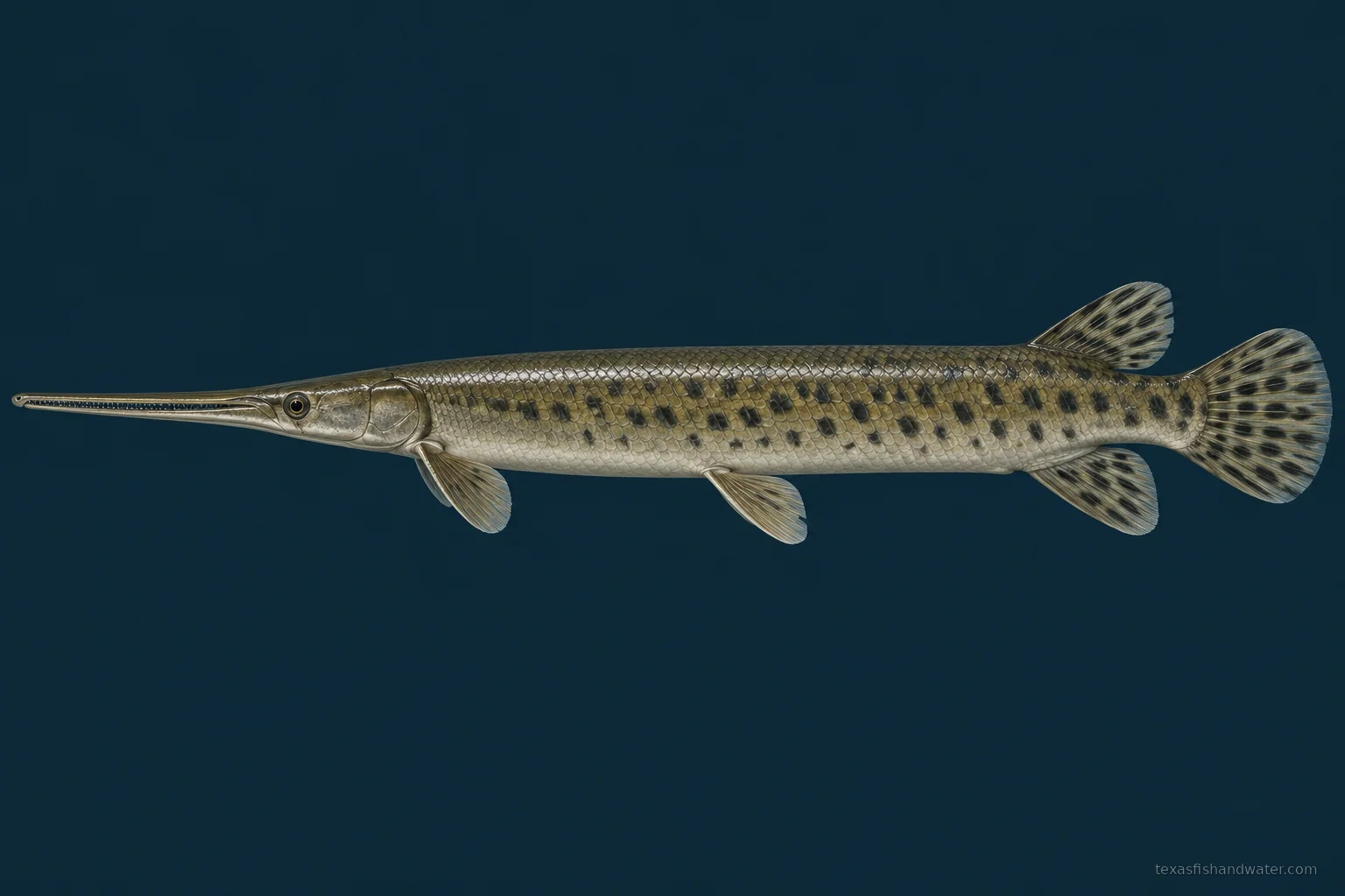 Longnose Gar