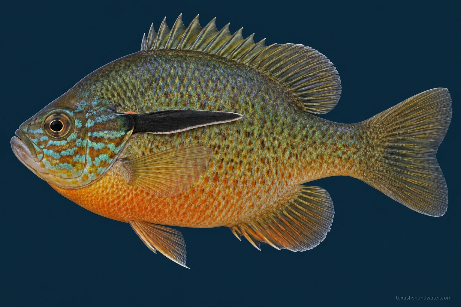 Redbreast Sunfish