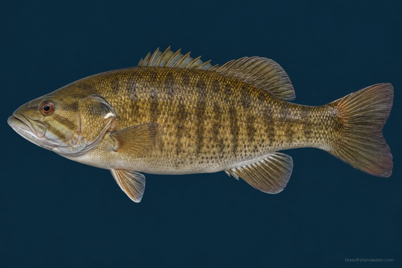Smallmouth Bass