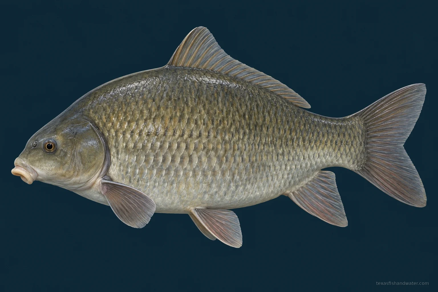 Smallmouth Buffalo